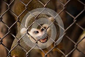 Squirrel monkey in the cage