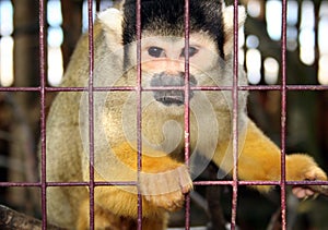 Squirrel monkey in cage