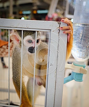 A squirrel monkey in a cage