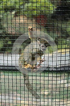 Squirrel monkey in a cage. Close-up.