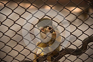 Squirrel monkey in the cage