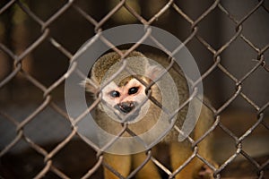 Squirrel monkey in the cage