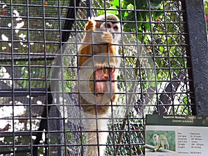 Squirrel monkey in a Cage