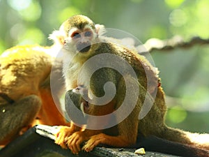 Squirrel Monkey carrying her baby