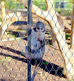 Squirrel monkey climbing on a pole