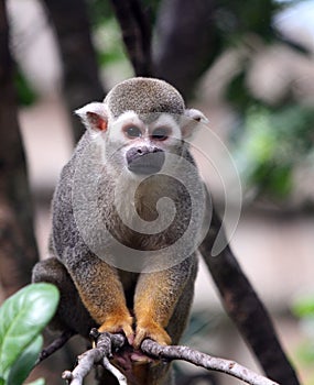 A Squirrel Monkey climbing a tree