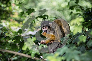 Squirrel monkey climbing