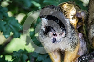 Squirrel monkey climbing