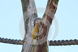 A Squirrel Monkey