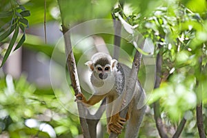 Squirrel Monkey