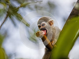 Squirrel Monkey