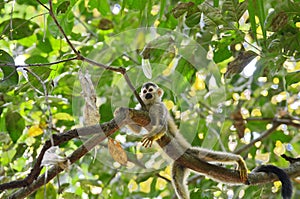 Squirrel monkey in Costa Rica