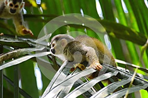 Squirrel monkey in Costa Rica