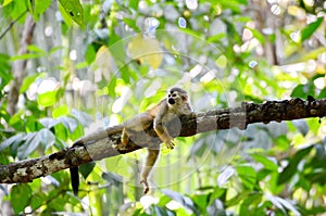 Squirrel monkey in Costa Rica