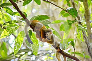 Squirrel monkey in Costa Rica