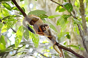 Squirrel monkey in Costa Rica