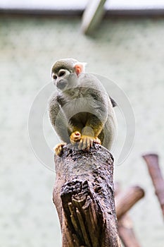 Squirrel Monkey Crouching on Top of Tree Stump