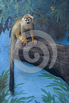 Squirrel monkey cute.