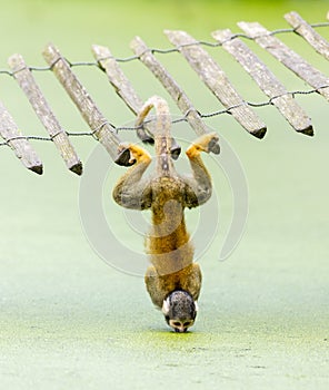 Squirrel monkey - drinking water up-side down