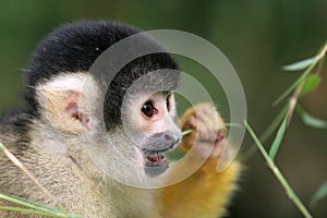 Squirrel monkey eating