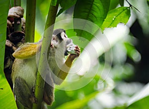 Squirrel monkey eating a banana he is sitting on a tree branch