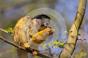 Squirrel monkey eating on a branch.