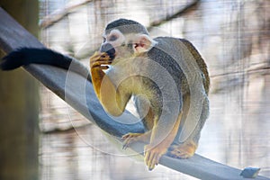 Squirrel monkey eating on branch tip with hand