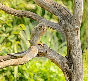 Squirrel monkey eating on dry tree