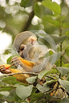 Squirrel monkey