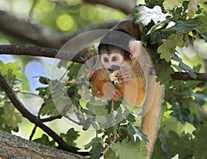 Squirrel monkey eating