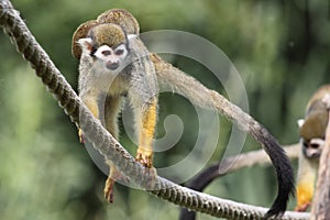 Squirrel monkey family