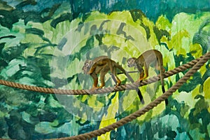 Squirrel monkey family