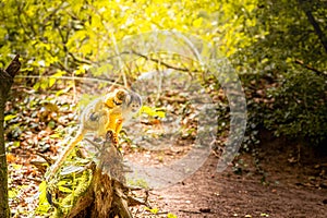 Squirrel monkey family in a forest