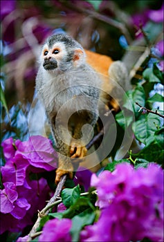 The squirrel monkey and flowers