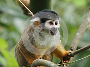 Squirrel monkey Genus Saimiri  close-up in the Amazon jungle, Peru