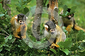 SQUIRREL MONKEY GROUP saimiri sciureus IN TREE