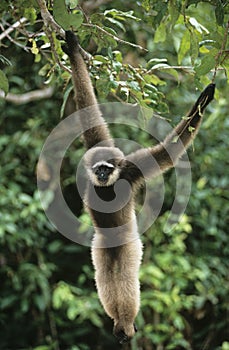 Squirrel Monkey hanging from tree