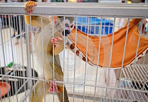 A squirrel monkey with his day bed