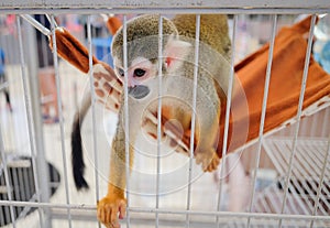 A squirrel monkey with his day bed