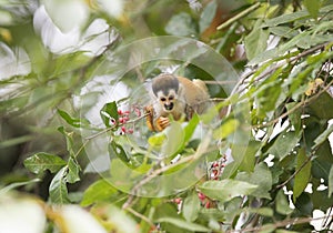 Squirrel monkey infant , corcovado nat park, costa rica