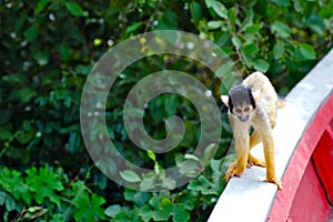 Squirrel monkey interested in our tour boat