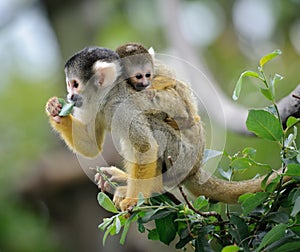 Squirrel monkey with its baby