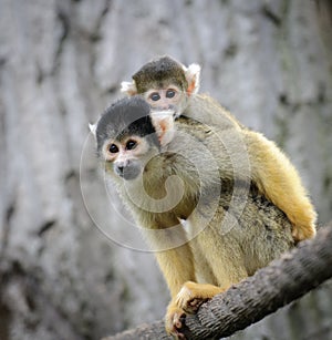 Squirrel monkey with its cute little baby