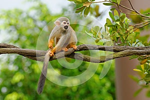 Squirrel monkey