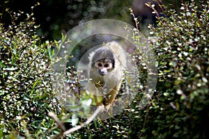 Squirrel Monkey at the London Zoo