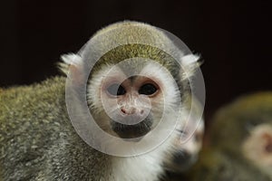 Squirrel monkey looking out