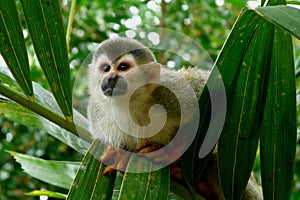 Squirrel Monkey in Manuel Antonio National Park, C