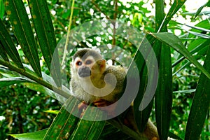 Squirrel Monkey in Manuel Antonio National Park, C