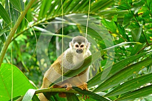 Squirrel Monkey in Manuel Antonio National Park, Costa Rica photo