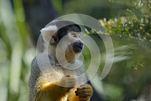 Squirrel Monkey, Mogo zoo, Tomakin road, Mogo, New South Wales in Australia.